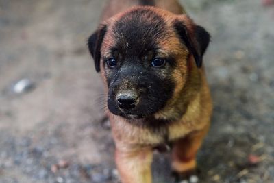 Close-up portrait of puppy