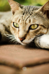 Close-up portrait of tabby cat