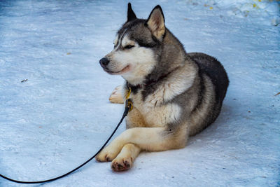 Dog looking away on snow