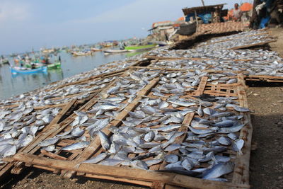 Panoramic shot of fish on shore