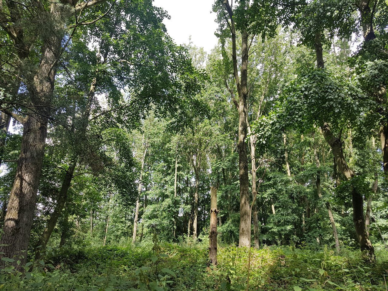 VIEW OF TREES IN FOREST