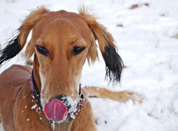 Close-up of dog sticking out tongue on snow