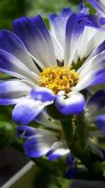 Close-up of purple flower blooming outdoors