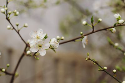 Close-up of white flowers blooming in park