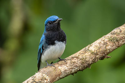 Blue-and-white flycatcher, japanese flycatcher male blue and white color perched on a tree