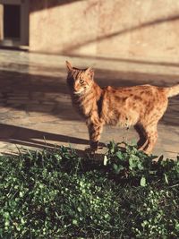 Portrait of a cat