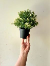 Hand holding potted plant against wall