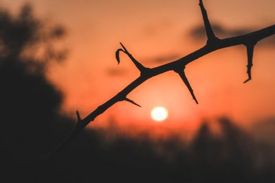 Close-up of silhouette tree against sky during sunset