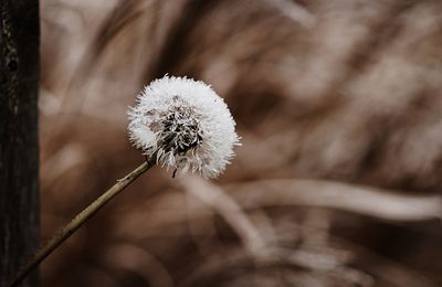Close-up of flower against blurred background
