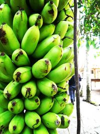 Close-up of fruits for sale