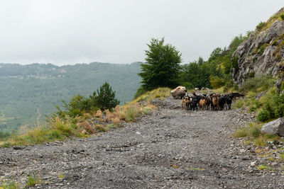 View of a horse on road