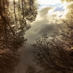 Low angle view of trees in forest against sky
