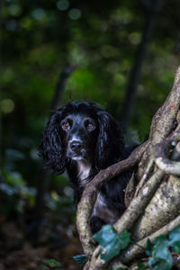 Close-up portrait of dog on tree