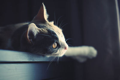 Close-up of a cat at home