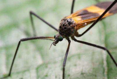 Close-up of insect on leaf