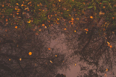 Close-up of autumn leaves on tree