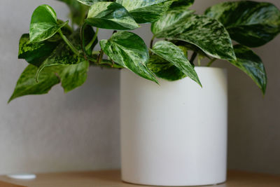 Close-up of potted plant on table