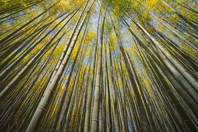 Low angle view of bamboo trees in forest