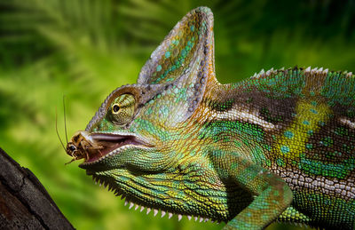 Close-up of a lizard chameleon 
