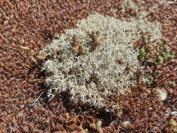 Close-up of frozen plant on field