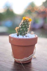 Close-up of potted cactus plant on table