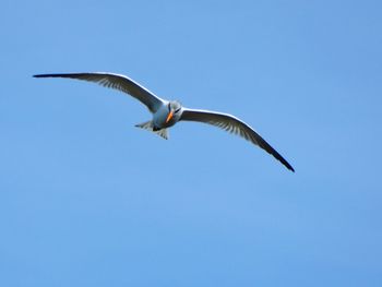 Low angle view of seagull flying in sky