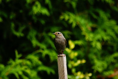 Bird perching on wooden post