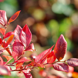 plant part