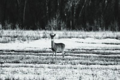 Deer in a field