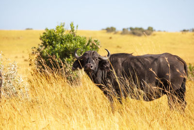 Horse in a field