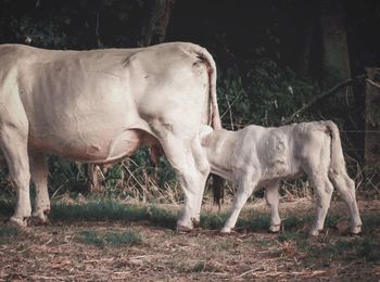 Horse standing in a field