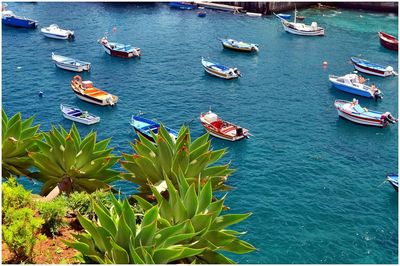 High angle view of sailboats moored in sea