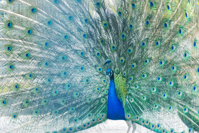 peacock