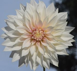 Close-up of white flower