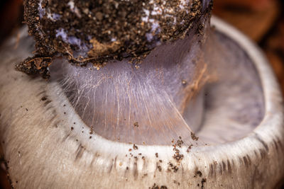 Close-up of mushrooms gills