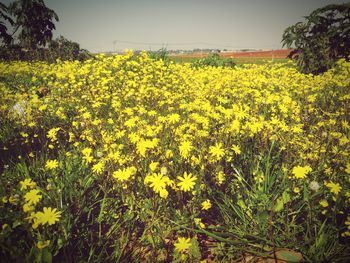 Yellow flowers growing in field