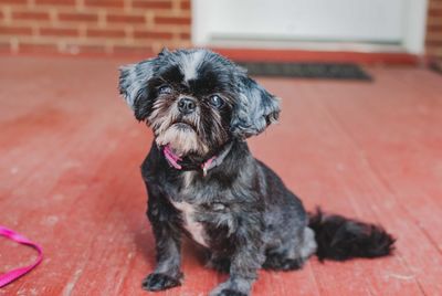 Portrait of dog sitting on floor