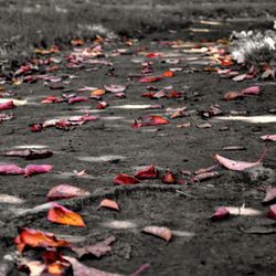 Autumn leaves fallen on footpath