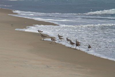 High angle view of seagulls on beach