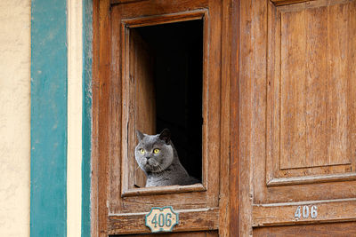 Portrait of a cat on wooden door