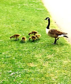 Ducks on grassy field