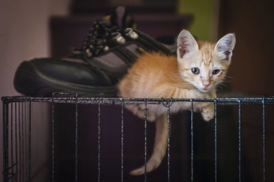 Portrait of cute kitten relaxing by shoe on cage at home