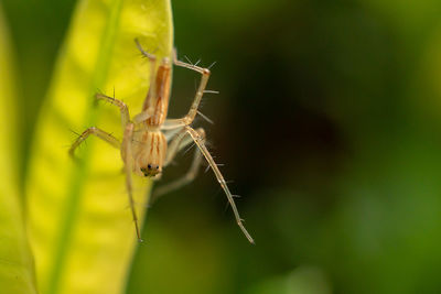 Close-up of insect