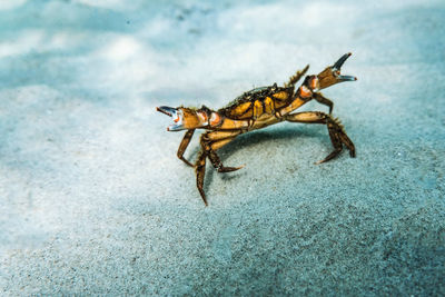 Close up of a crab in fighting position underwater