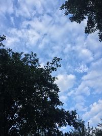 Low angle view of silhouette tree against sky