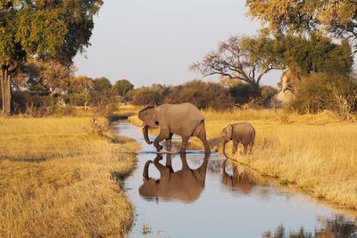 Side view of elephant and calf crossing stream in forest