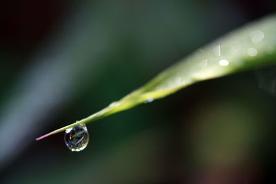 Close-up of water drop at the edge of leaf