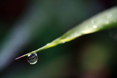 Close-up of water drops on leaf