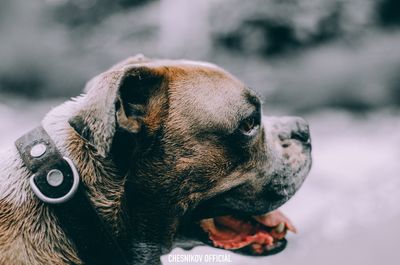 Close-up of dog looking away