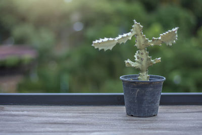 Close-up of potted plant on table